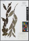 Foto von Salix appendiculata Vill.